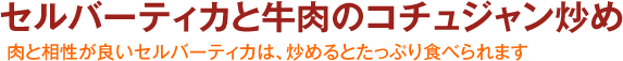 セルバーティカと牛肉のコチュジャン炒め -肉と相性が良いセルバーティカは、炒めるとたっぷり食べられます-